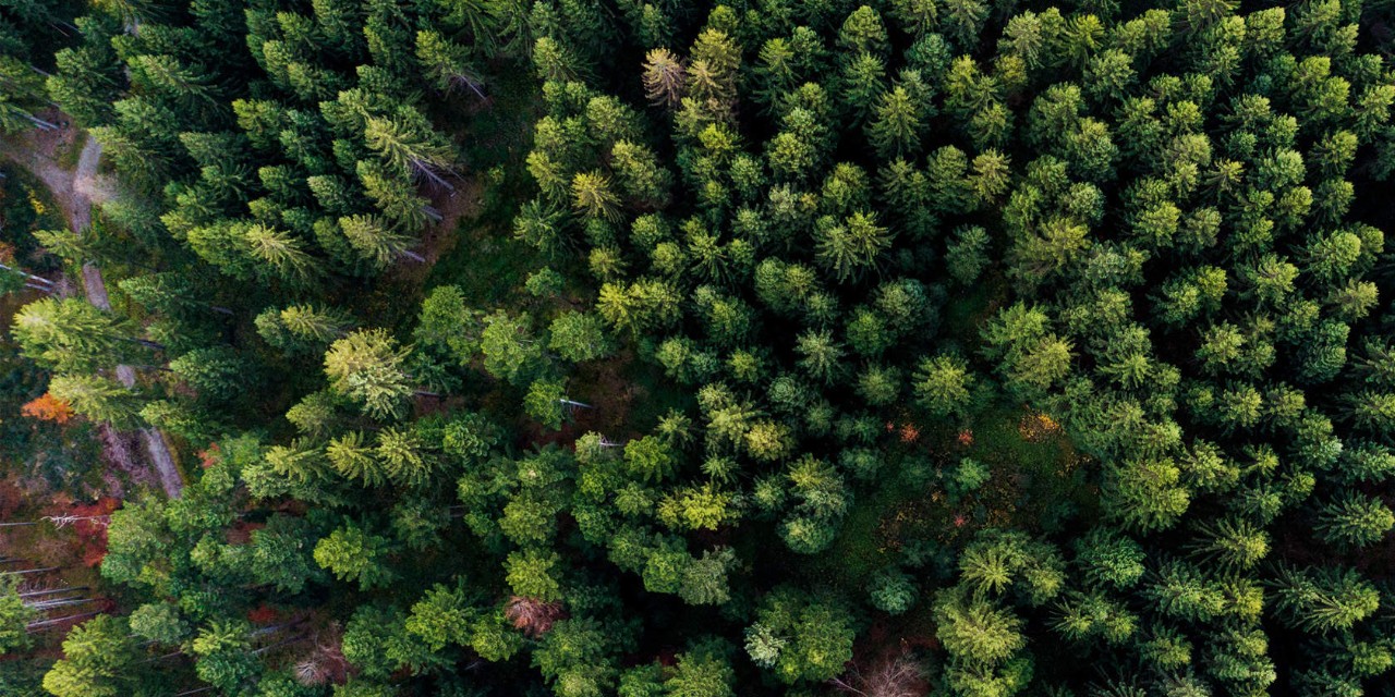 forest