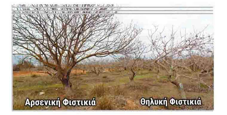 αρσενική και θηλυκή φιστικιά
