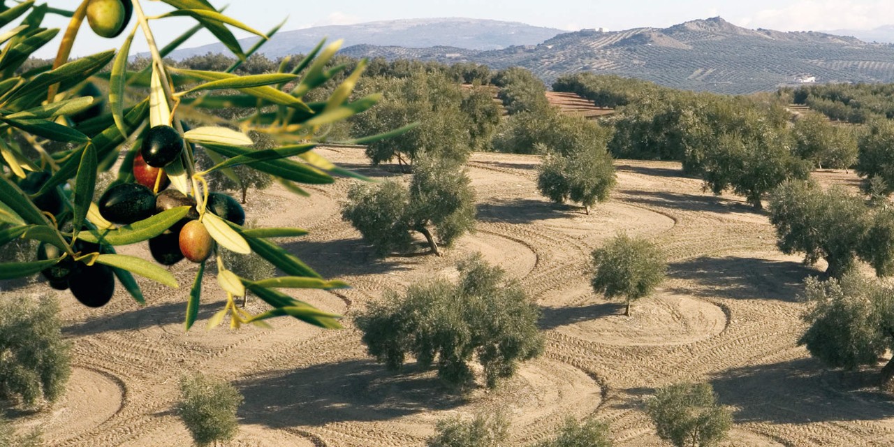 ελαιώνας με ελιές