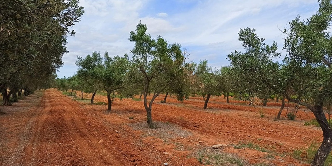 ελαιώνας με ελιές