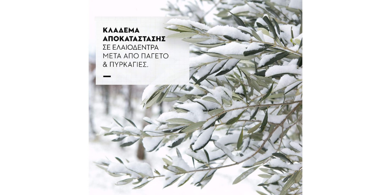 φύλλα και κλαδιά ελιάς καλυμμένα με χιόνι