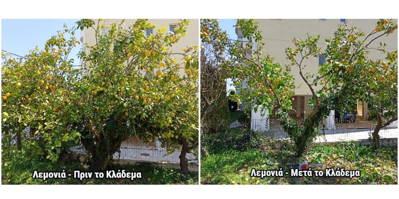 λεμονιά πριν και μετά το κλάδεμα