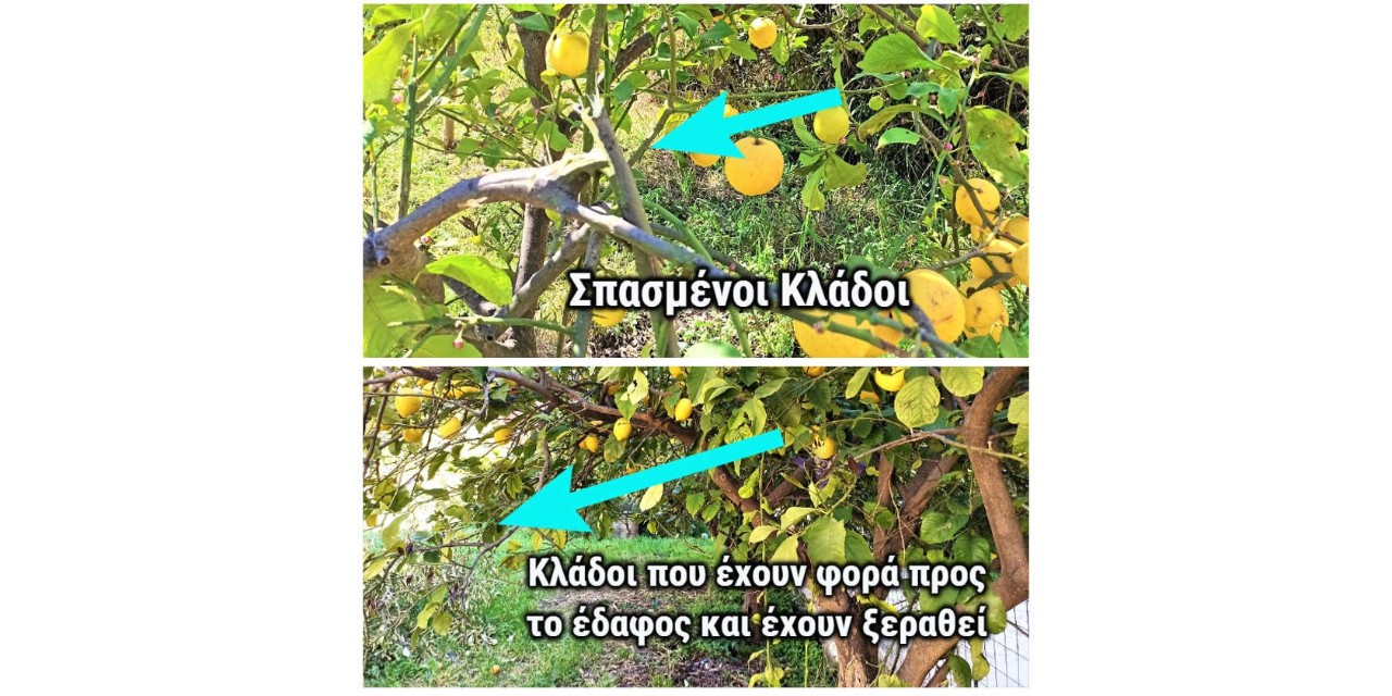 κλαδιά λεμονιάς