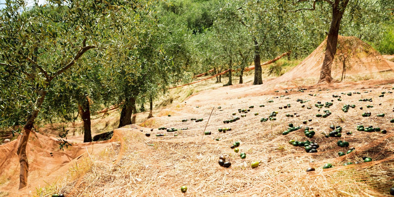 Ελαιώνας με δέντρα ελιάς και ελιές πεσμένες στο έδαφος