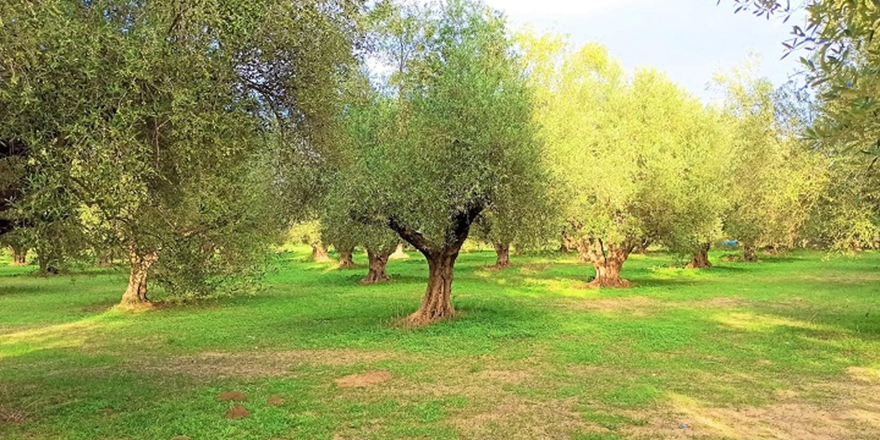 Ένας πράσινος ελαιώνας με πολλές ελιές