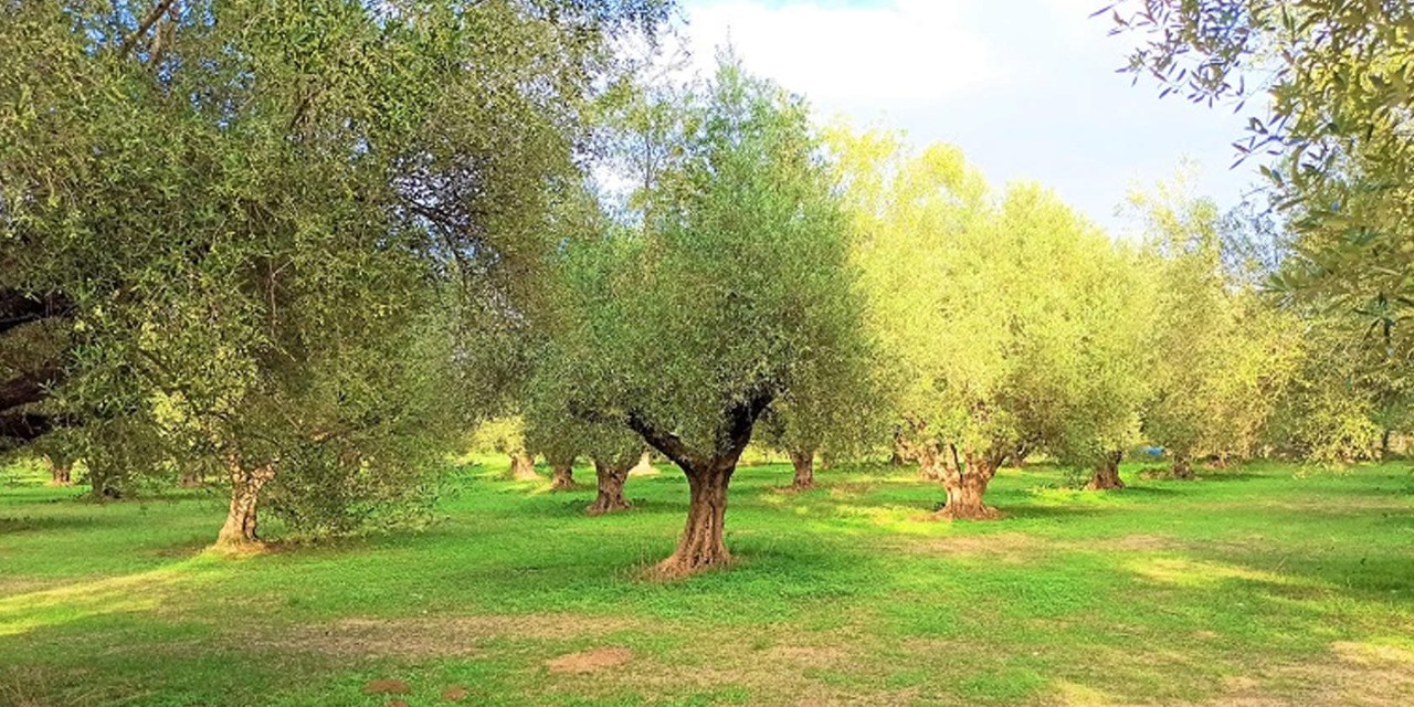 Ελαιώνας με πολλές ελιές