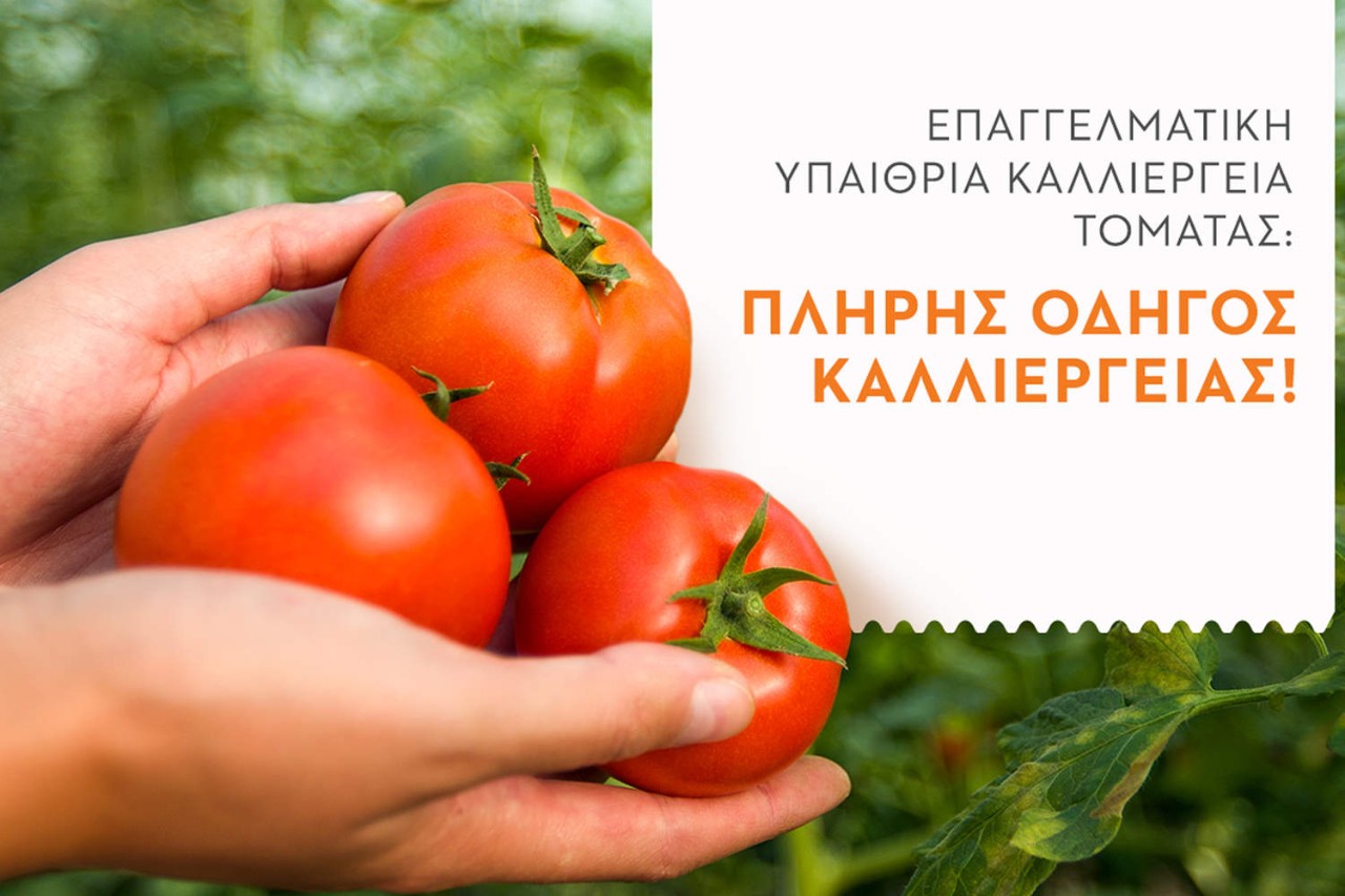 ένας άνδρας κρατάει στα χέρια του 3 κόκκινες τομάτες