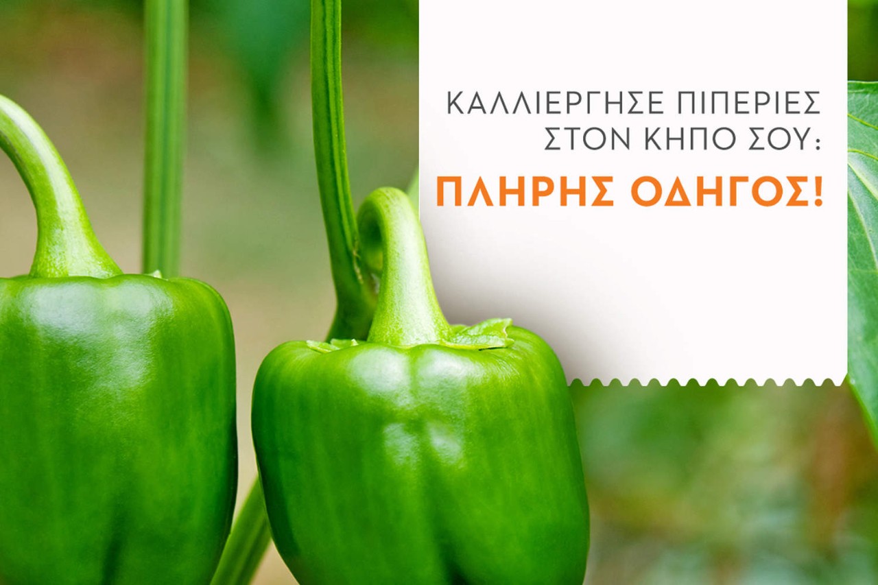 πράσινες πιπεριές