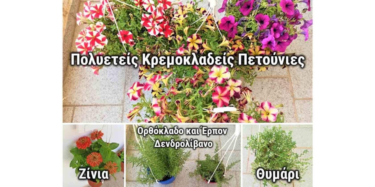 φυτά που μπορούν να επιλεγούν για την δημιουργία ενός κάθετου κήπου
