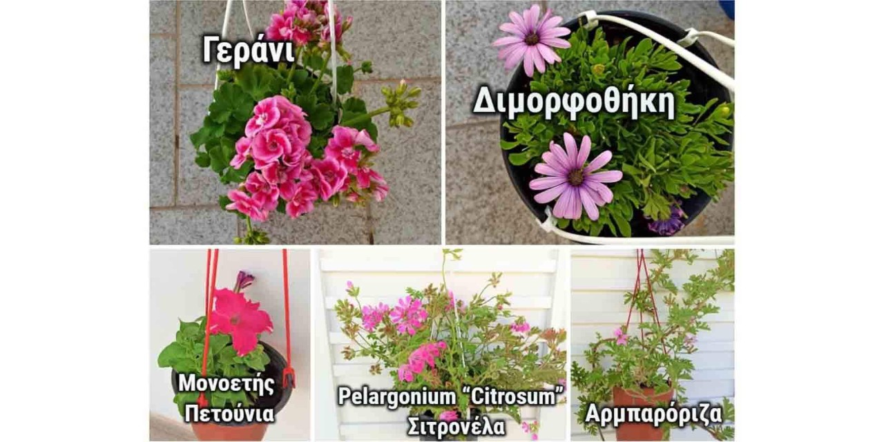 φυτά που μπορούν να επιλεγούν για την δημιουργία ενός κάθετου κήπου