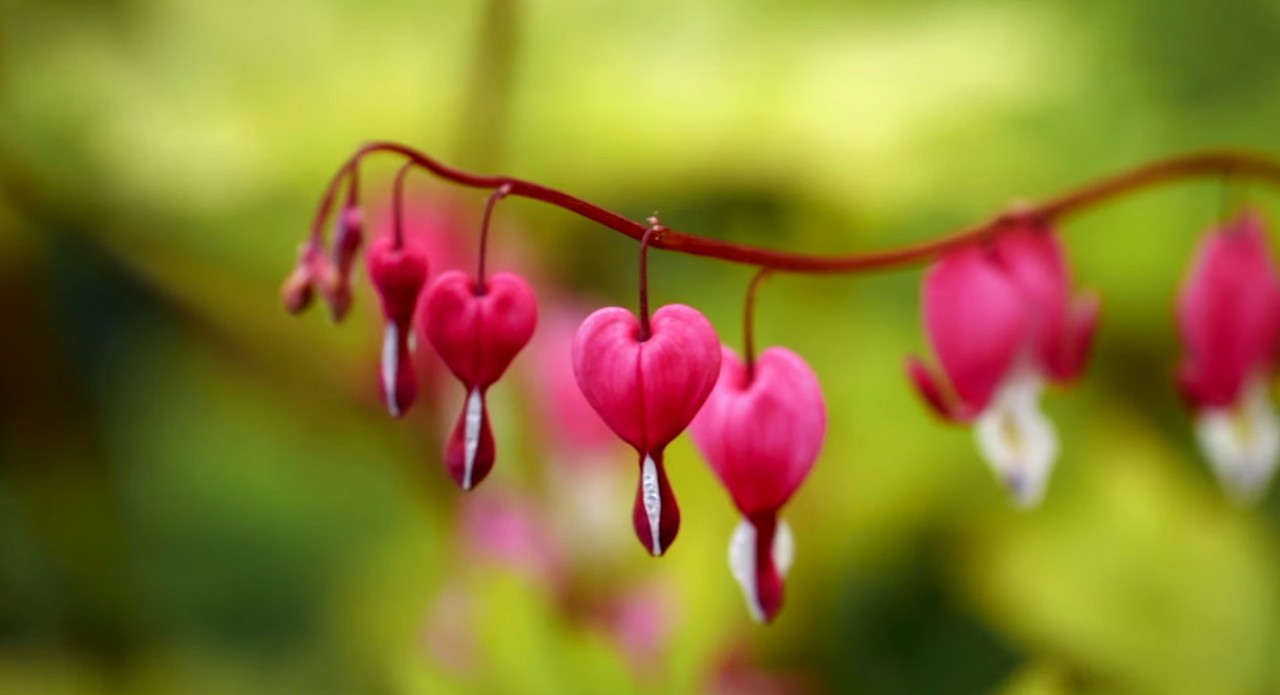 Close-up of deep pink bleeding heart flowers.