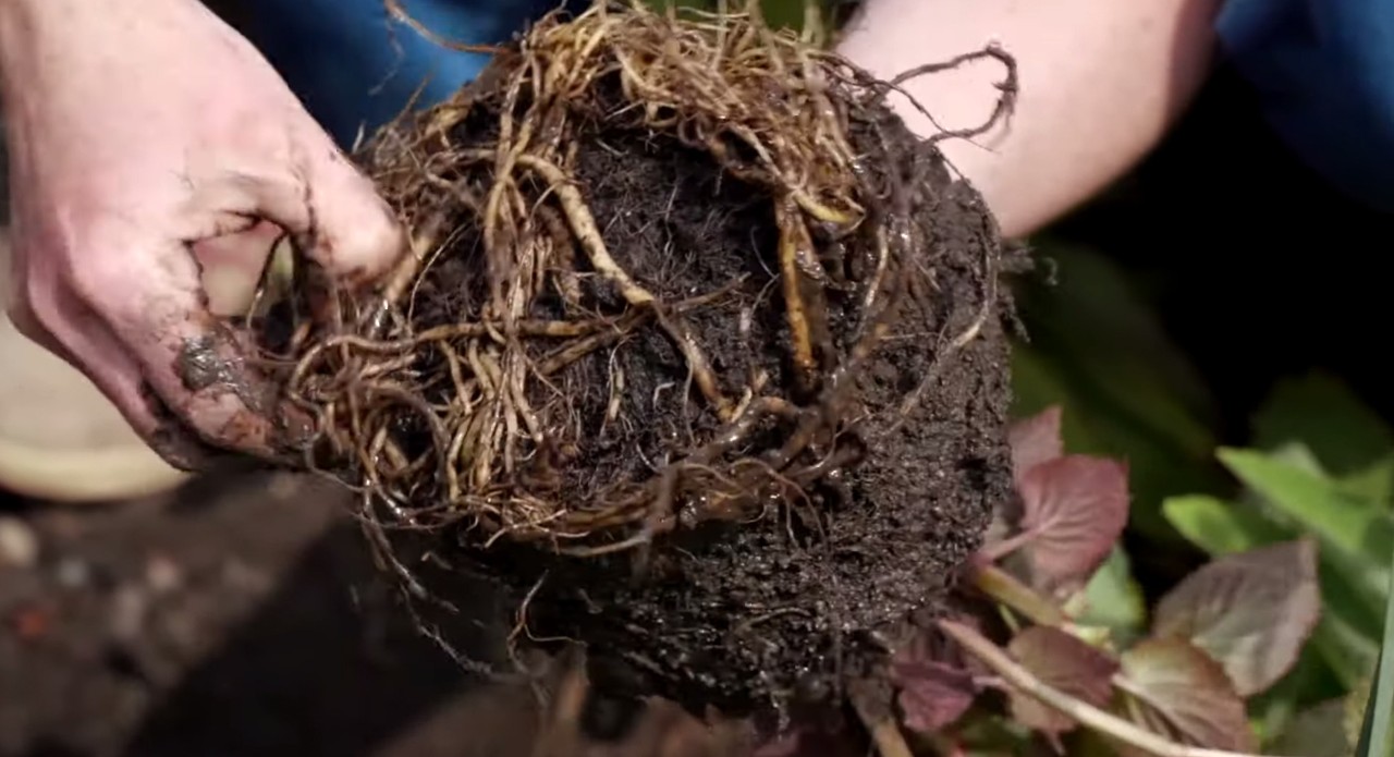 View of a potted plant root ball with dense roots