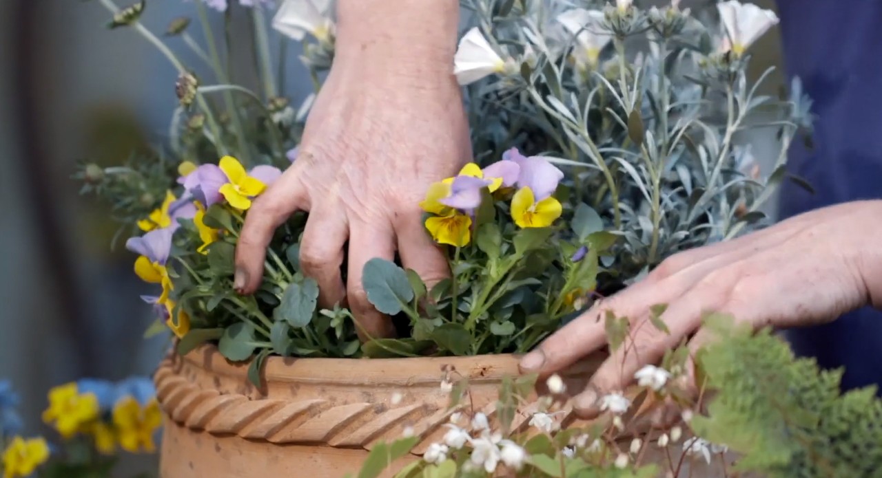 Yellow and purple pansies being planted in a clay planter