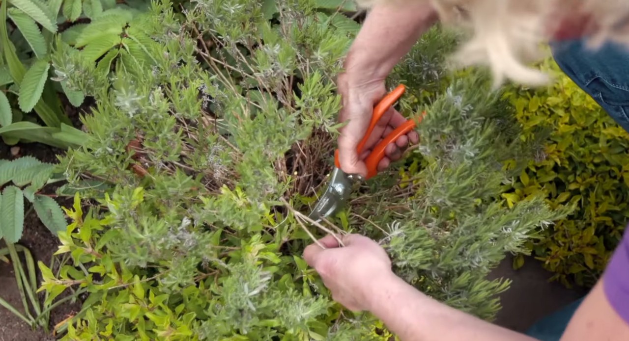 A garden shrub being trimmed with secateurs