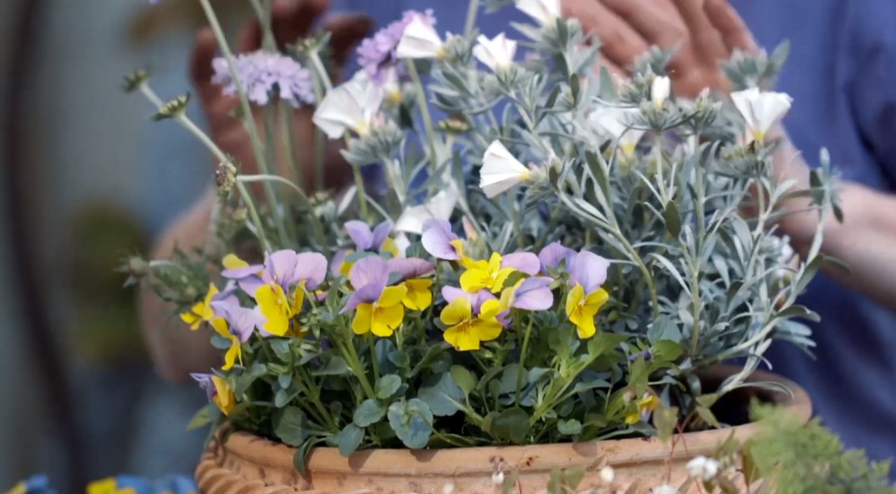 Yellow and purple pansies with other flowers in a clay pot