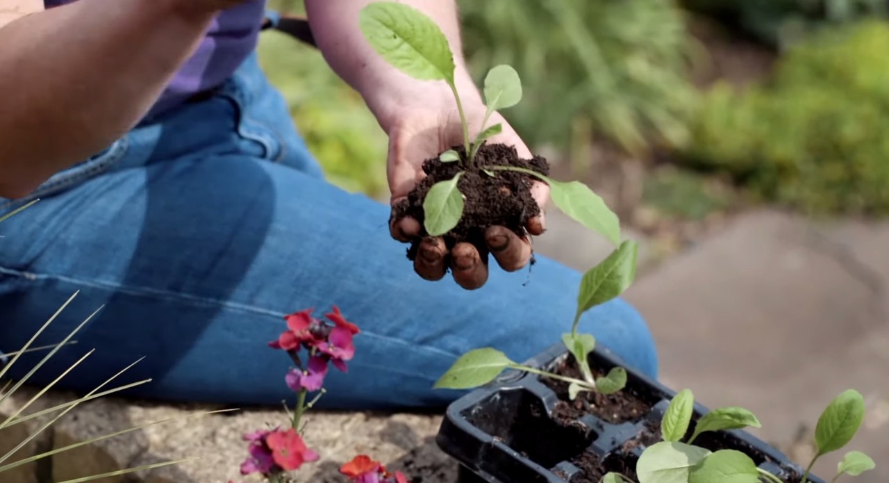 A seedling with root ball being held in a hand, ready for planting