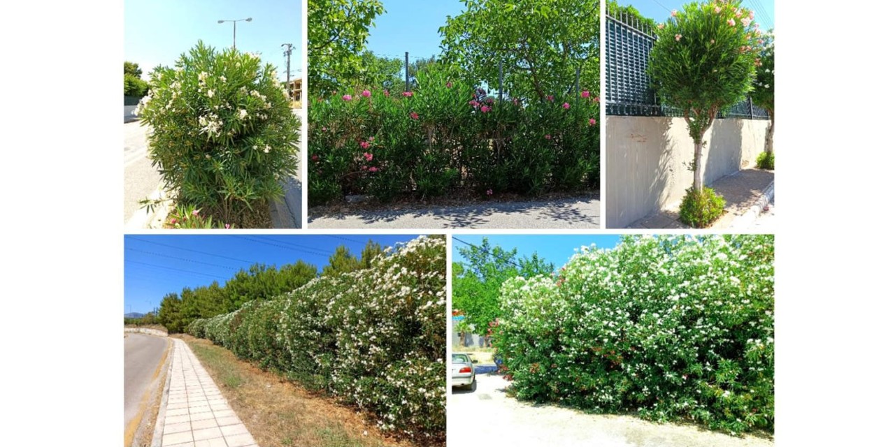 διαφορετικές φωτογραφίες από πικροδάφνες που σχηματίζουν ωραίους φράχτες