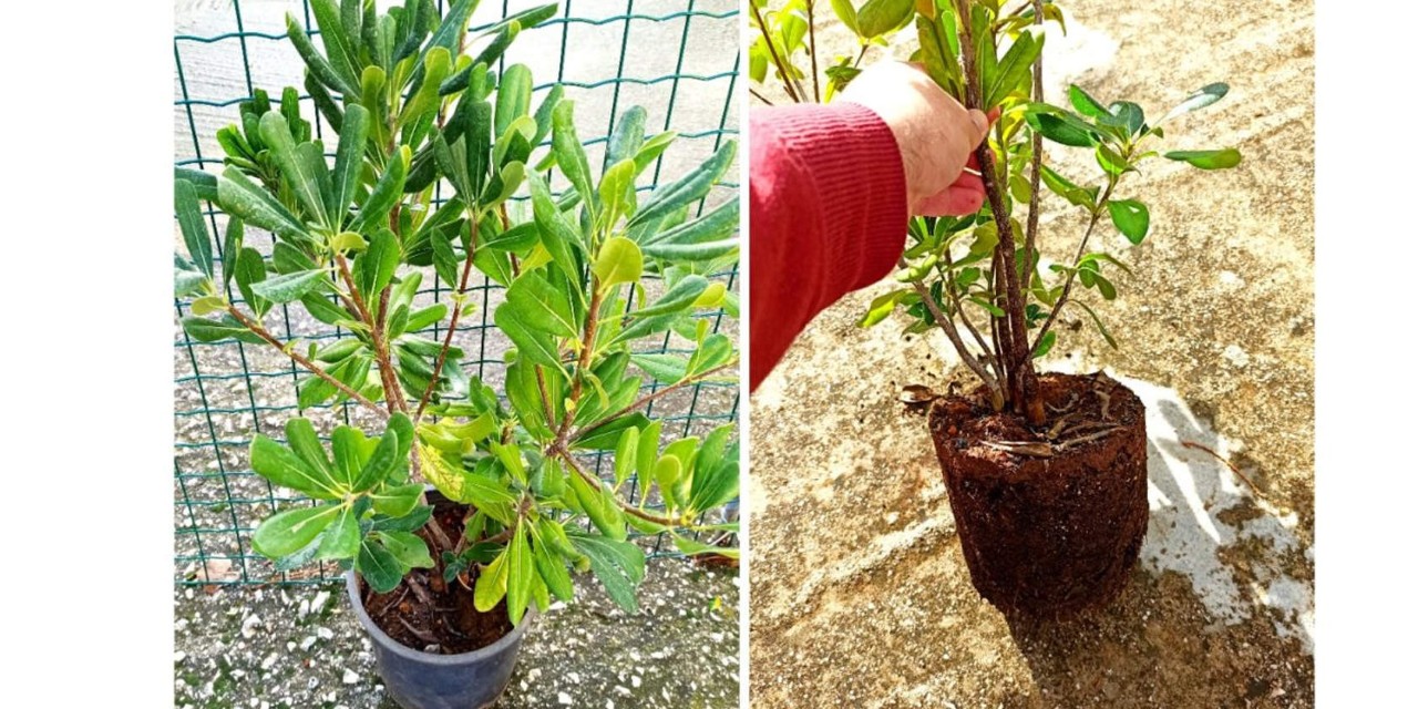 φωτογραφίες από το φυτό Αγγελική