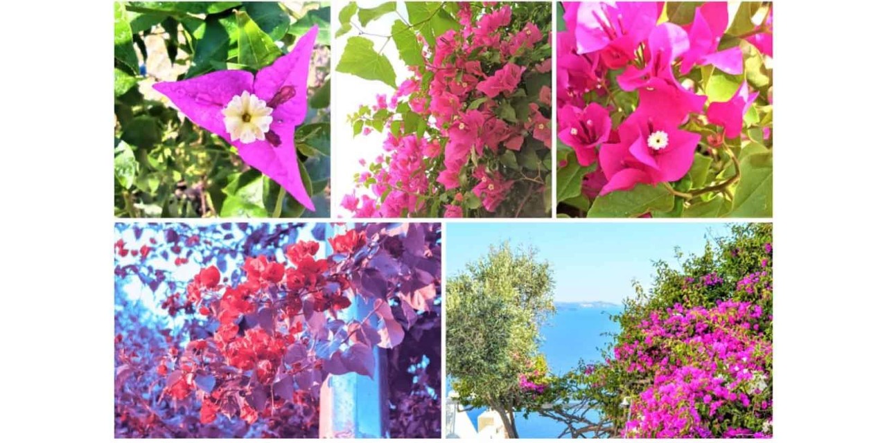 διαφορετικές φωτογραφίες από βουκαμβίλιες 