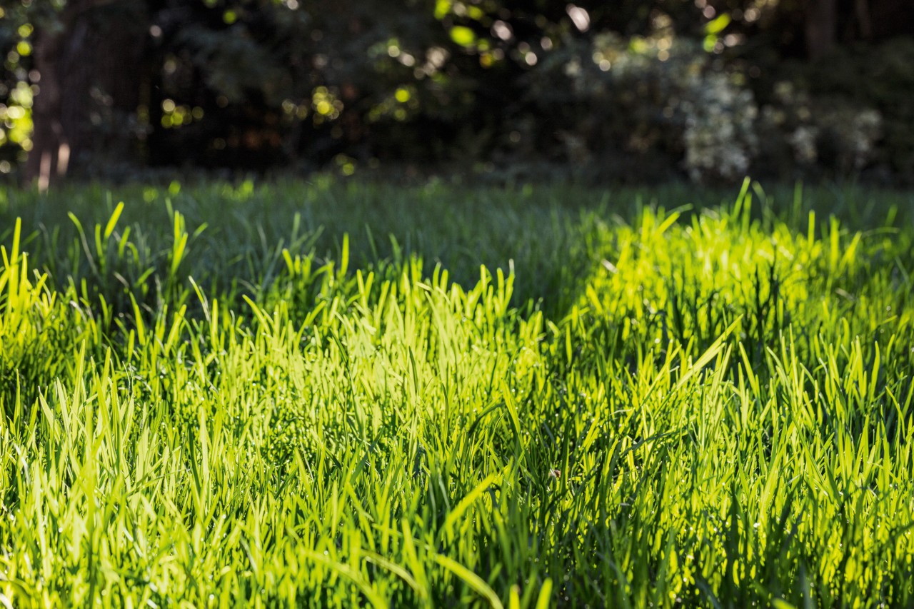 Κοντινή λήψη γκαζόν